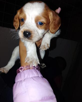 cuccioli breton