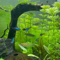 Piante per acquario