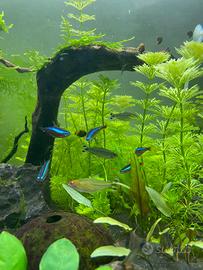 Piante per acquario