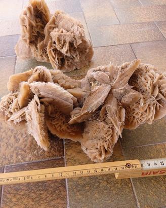Coppia di Rose del Deserto naturali