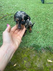 Bassotti Kaninchen/ Nani Arlecchino Silver