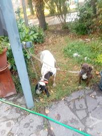 Cani da seguita per lepri e cinghiali