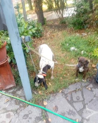 Cani da seguita per lepri e cinghiali