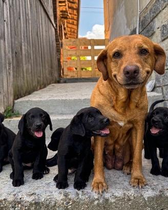 Cuccioli Labrador Nero con Pedigree ENCI