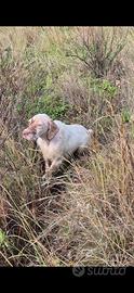 Setter inglese
