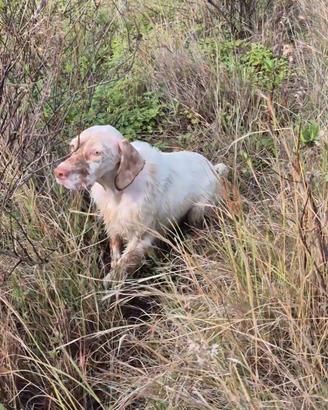 Setter inglese