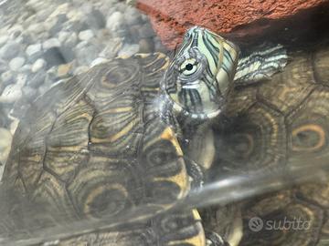 Tartaruga con acquario e accessori