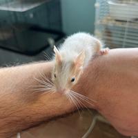Degu del Cile cuccioli