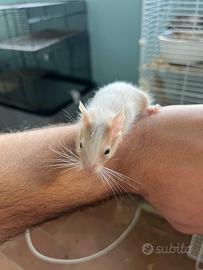 Degu del Cile cuccioli