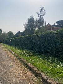 Giardiniere