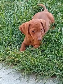 Cuccioli di bassotto tedesco nano a pelo raso