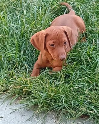 Cuccioli di bassotto tedesco nano a pelo raso