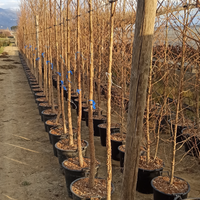Liquidambar alberatura