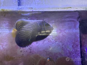 Pomacanthus imperator e zebrasoma xanturum