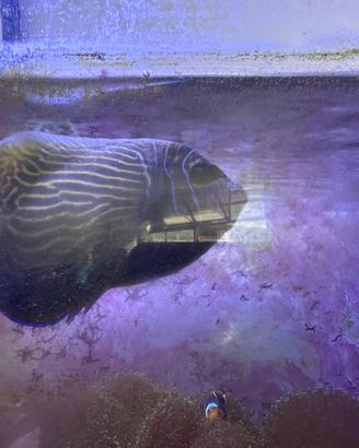 Pomacanthus imperator e zebrasoma xanturum