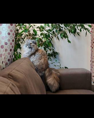 Gatto maschio persiano per accoppiamento