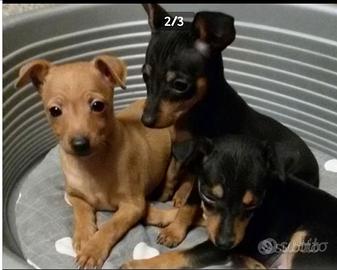 Cuccioli di pincher mix maltese
