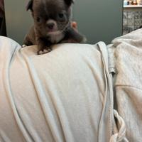 Chihuahua maschio pelo lungo lilac e bianco