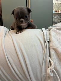 Chihuahua maschio pelo lungo lilac e bianco