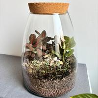 Terrarium