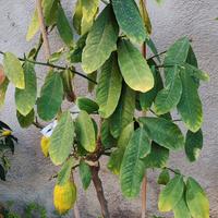 albero di Cedro di Diamante 