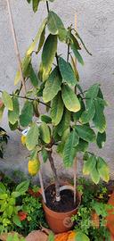 albero di Cedro di Diamante 