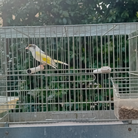 Ibrido cardellino x canarina