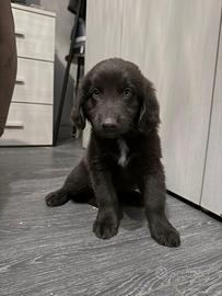 4 meravigliosi cuccioli disponibili