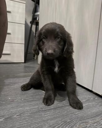 4 meravigliosi cuccioli disponibili