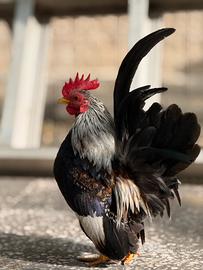 Pulcini galline
