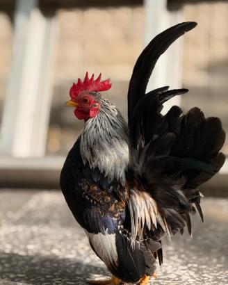 Pulcini galline