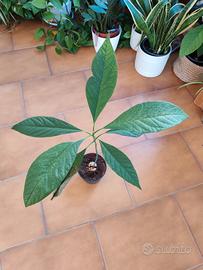 piante di AVOCADO