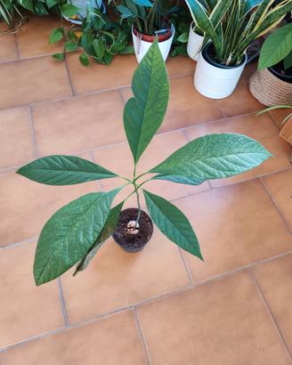 piante di AVOCADO