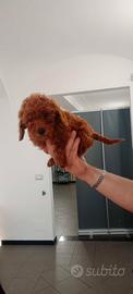 Cucciolata barboncini disponibile subito Promo