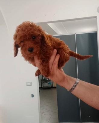 Cucciolata barboncini disponibile subito Promo