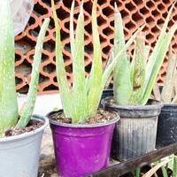 Aloe vera