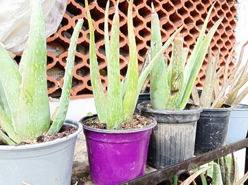 Aloe vera