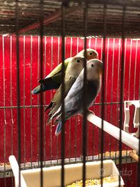 Inseparabili varie mutazioni