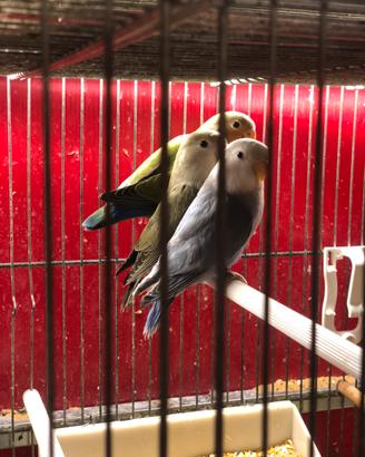 Inseparabili varie mutazioni