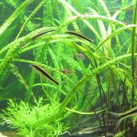 Piante per acquario (Cryptocoryne Crispatula)