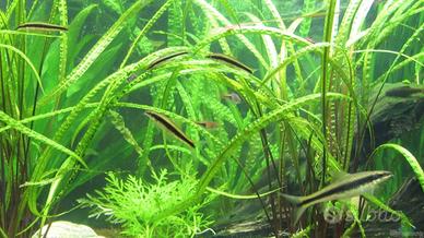Piante per acquario (Cryptocoryne Crispatula)