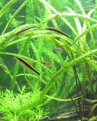 Piante per acquario (Cryptocoryne Crispatula)