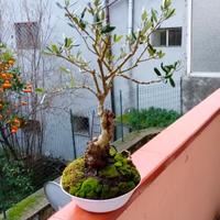 bonsai di ulivo