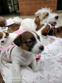 Cuccioli incrocio jack russell