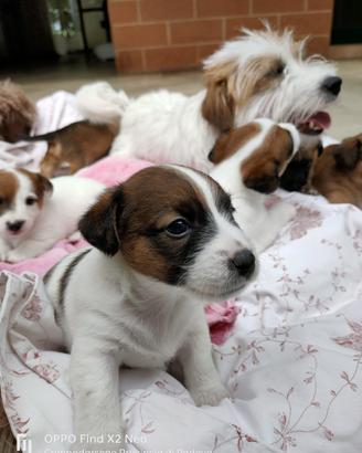 Cuccioli incrocio jack russell