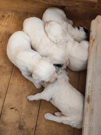Setter inglese