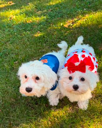 Bichon Frise a poil nati in casa 
