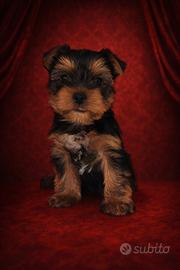 Yorkshire terrier maschietto con pedigree