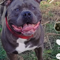 American bully pocket