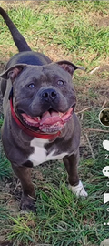 American bully pocket
